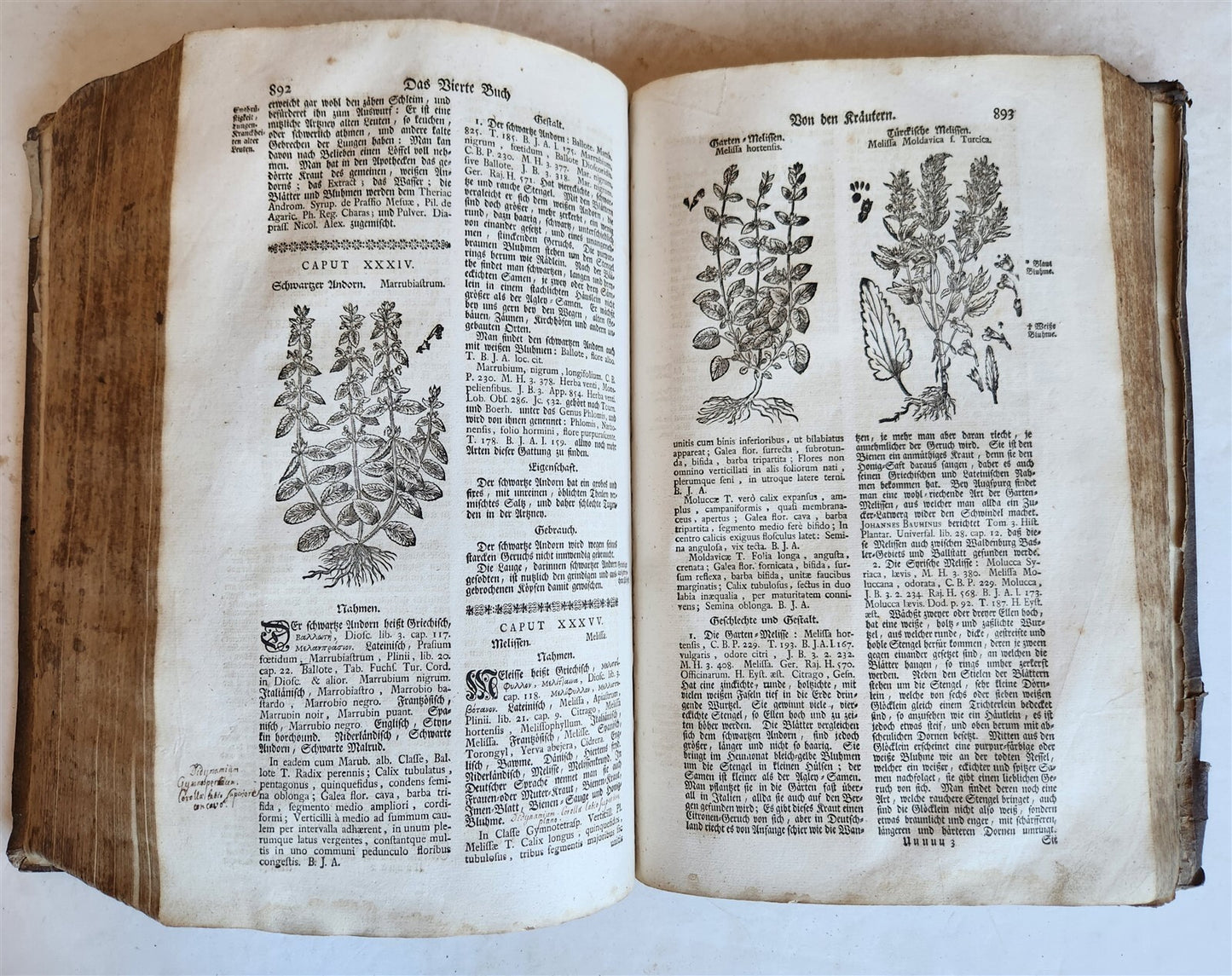 1744 THEATRUM BOTANICUM ILLUSTRATED GERMAN HERBAL antique PIGSKIN BOUND FOLIO