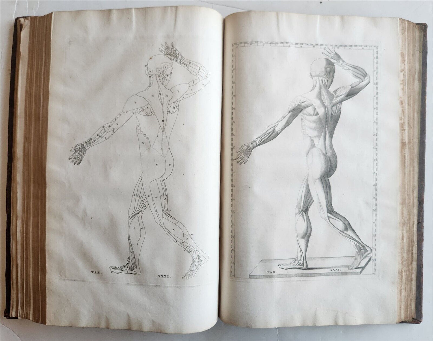 1744 ILLUSTRATED ANATOMY antique FOLIO Explicatio tabularum anatomicarum ALBINUS