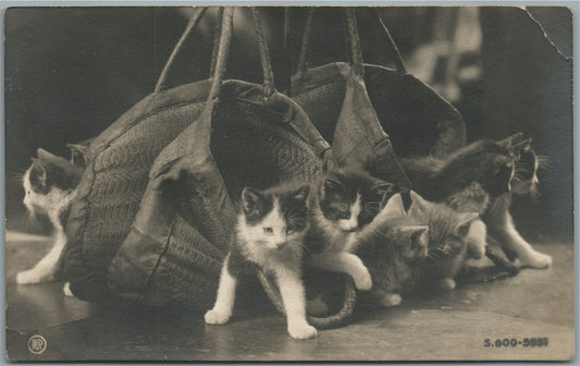 CUTE KITTENS ANTIQUE REAL PHOTO POSTCARD RPPC