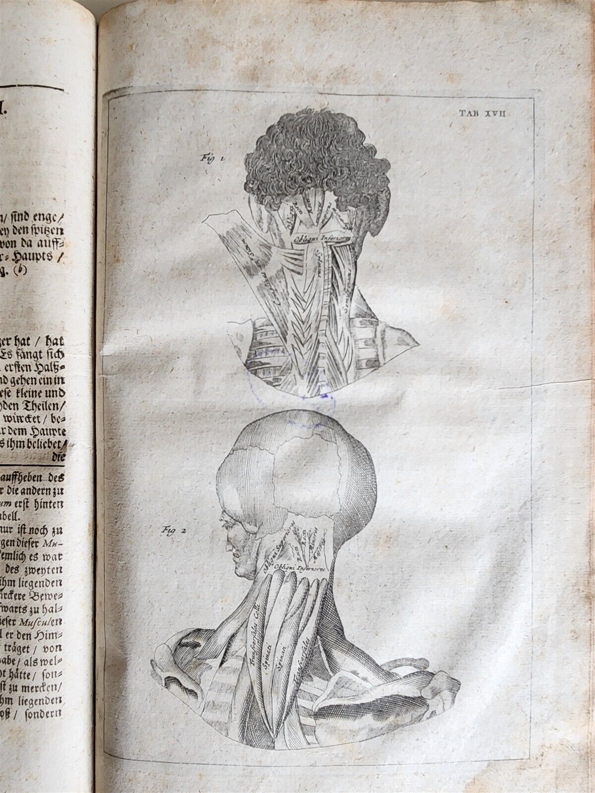 1704 ANATOMY MUSCLE TREATISE antique AMAZINGLY ILLUSTRATED