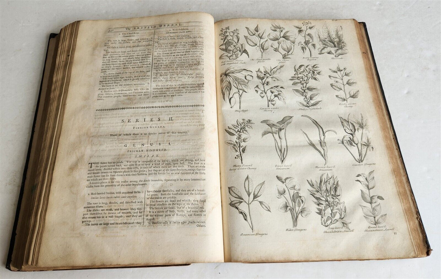 1756 BRITISH HERBAL J.HILL antique ILLUSTRATED FOLIO HISTORY OF PLANTS & TREES