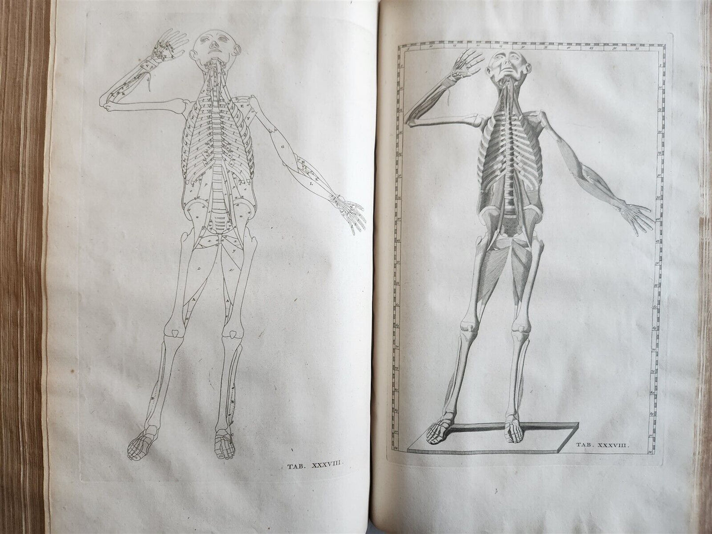 1744 ILLUSTRATED ANATOMY antique FOLIO Explicatio tabularum anatomicarum ALBINUS