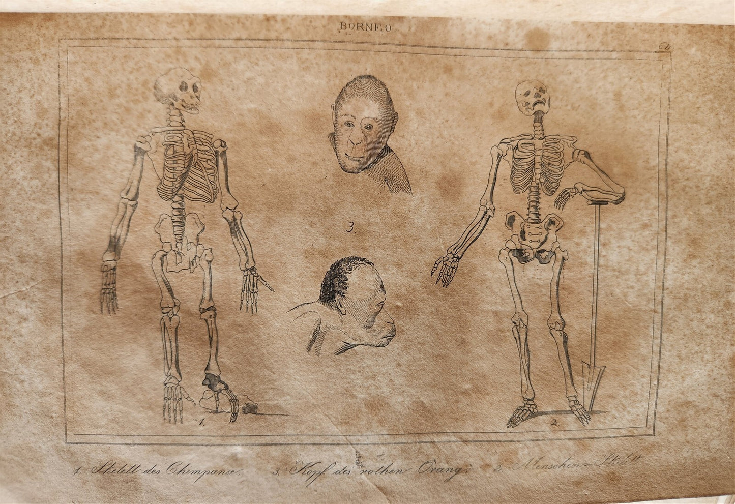 1838 TRAVELS to OCEANIA MALAYSIA POLYNESIA 3 VOLUMES antique ILLUSTRATED German