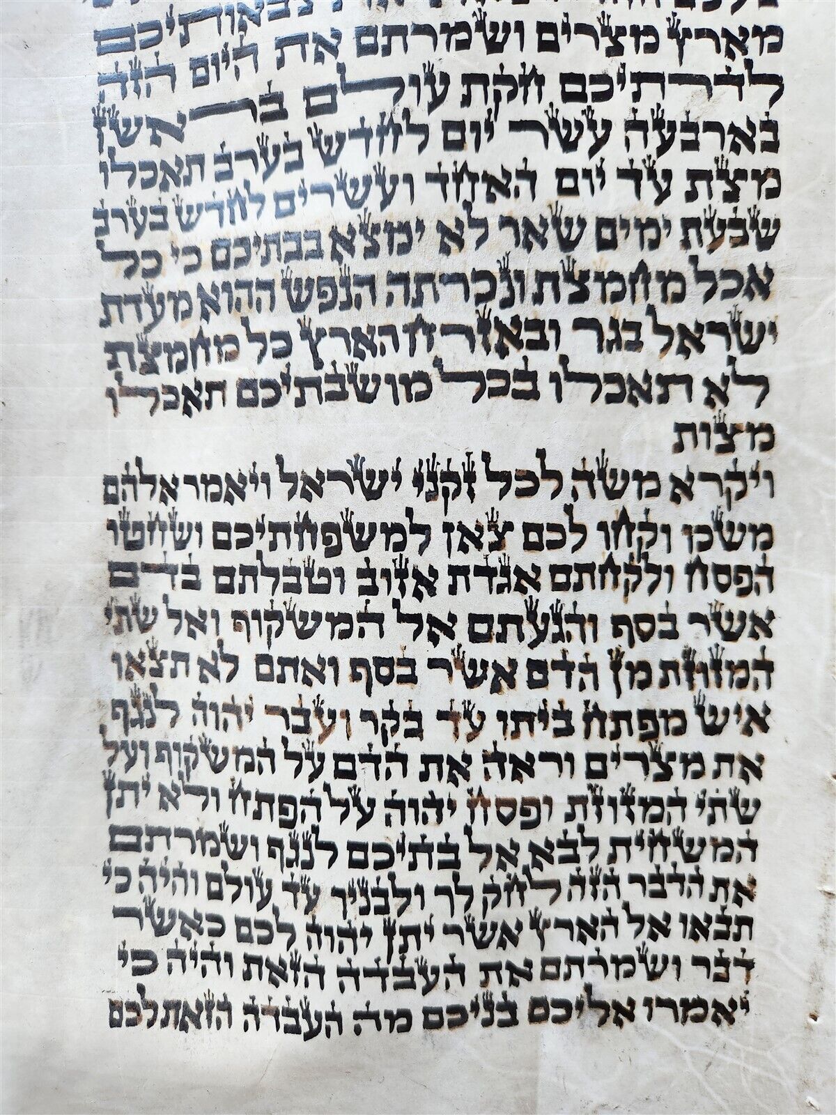 TORAH SCROLL FRAGMENT MANUSCRIPT on VELLUM antique BIBLE EXODUS 12:5-14:28