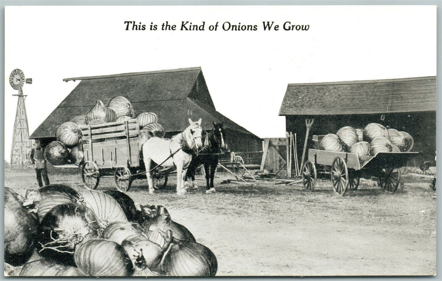 KIND OF ONIONS WE GROW EXAGGERATED ANTIQUE POSTCARD farming