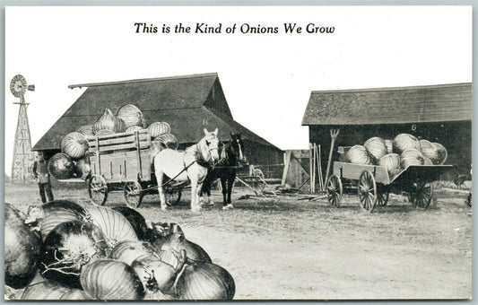 KIND OF ONIONS WE GROW EXAGGERATED ANTIQUE POSTCARD farming