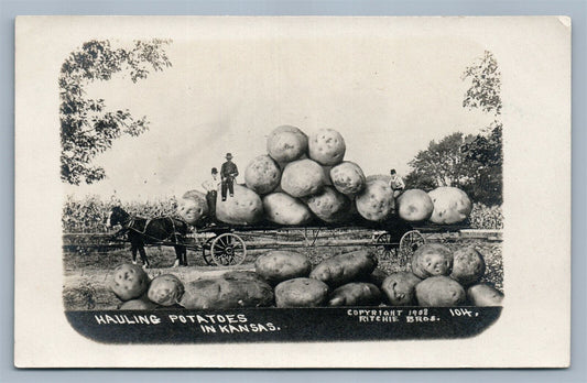 EXAGGERATED HAULING POTATOES in KANSAS ANTIQUE REAL PHOTO POSTCARD RPPC montage