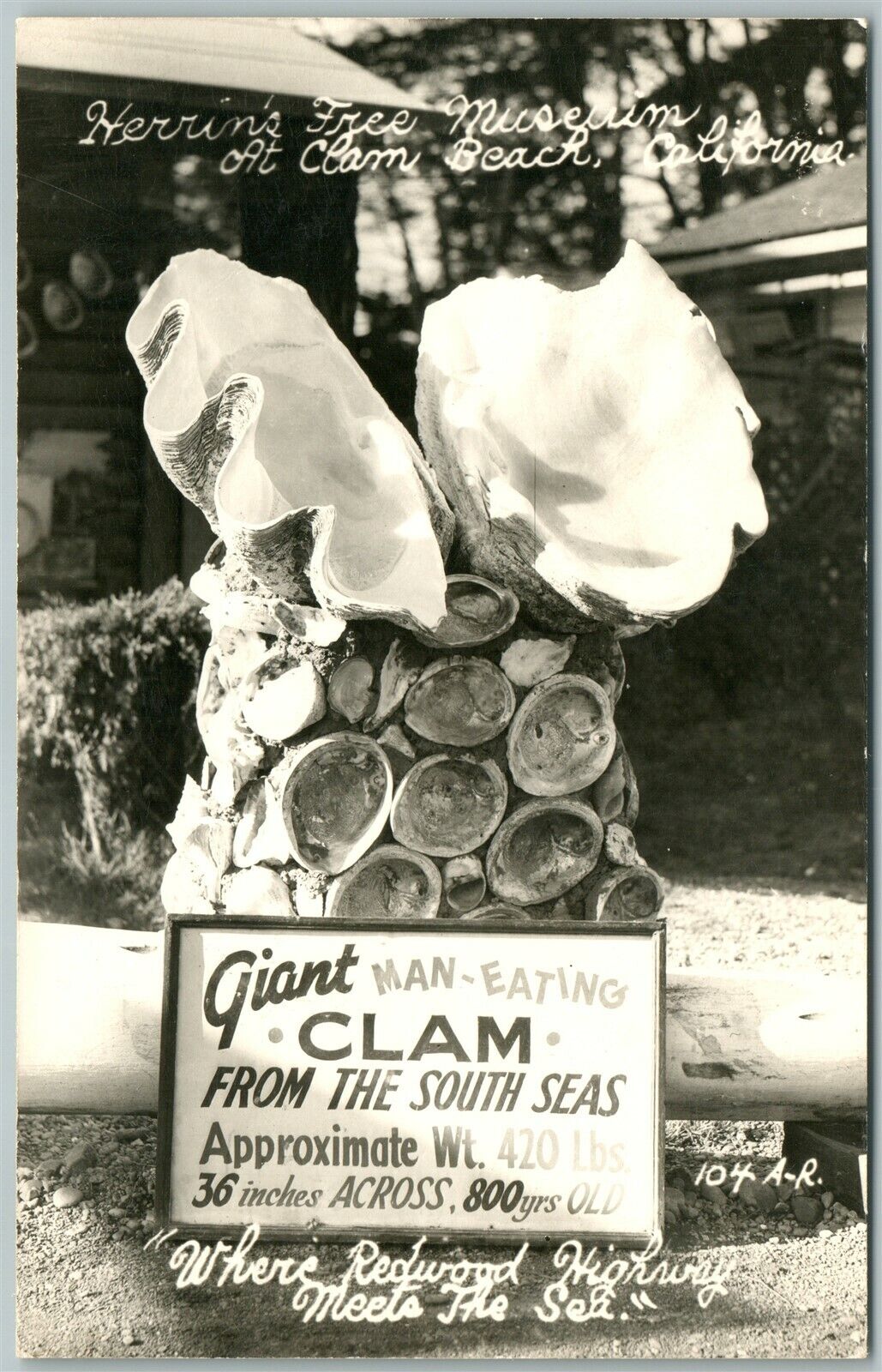 CLAM BEACH CA GIANT MAN EATING CLAM ANTIQUE REAL PHOTO POSTCARD RPPC