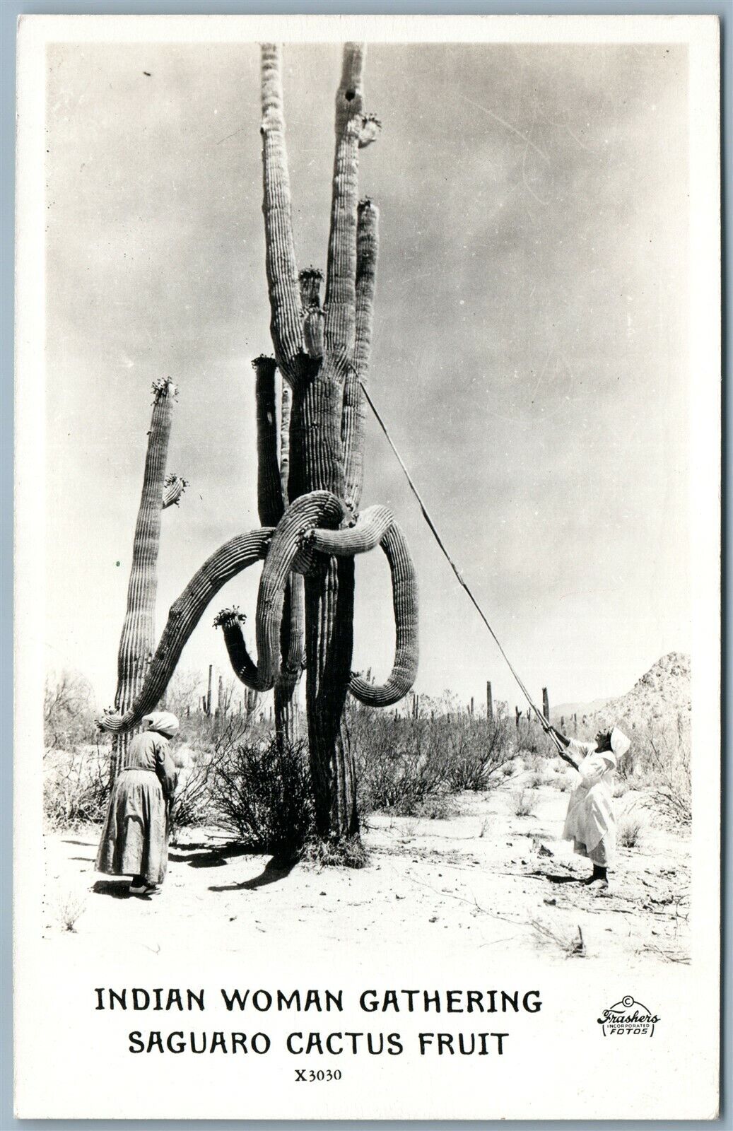INDIAN WOMAN GATHERING SAGUARO CACTUS FRUIT ANTIQUE REAL PHOTO POSTCARD RPPC