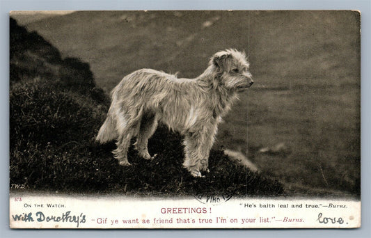 TERRIER DOG 1908  ANTIQUE POSTCARD