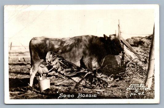 EXAGGERATED GRASSHOPPER MILKING COW ANTIQUE REAL PHOTO POSTCARD RPPC
