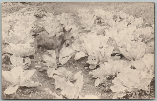 DONKEY w/ EXAGGERATED CABBAGE ANTIQUE PHOTOMONTAGE POSTCARD collage montage