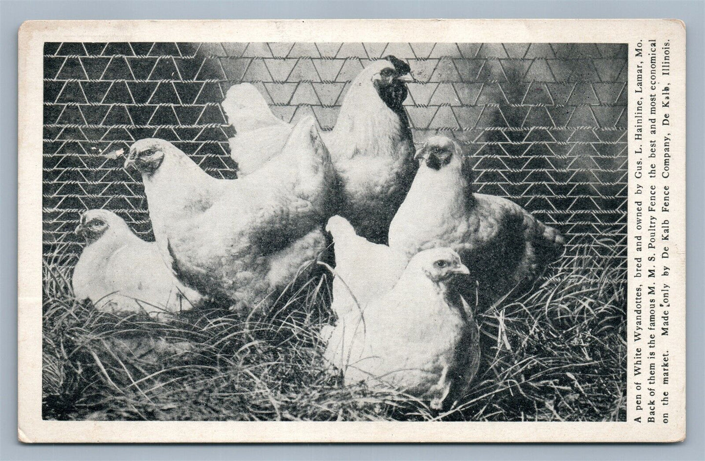 DE KALB IL FENCE CO ADVERTISING chickens poultry ANTIQUE POSTCARD