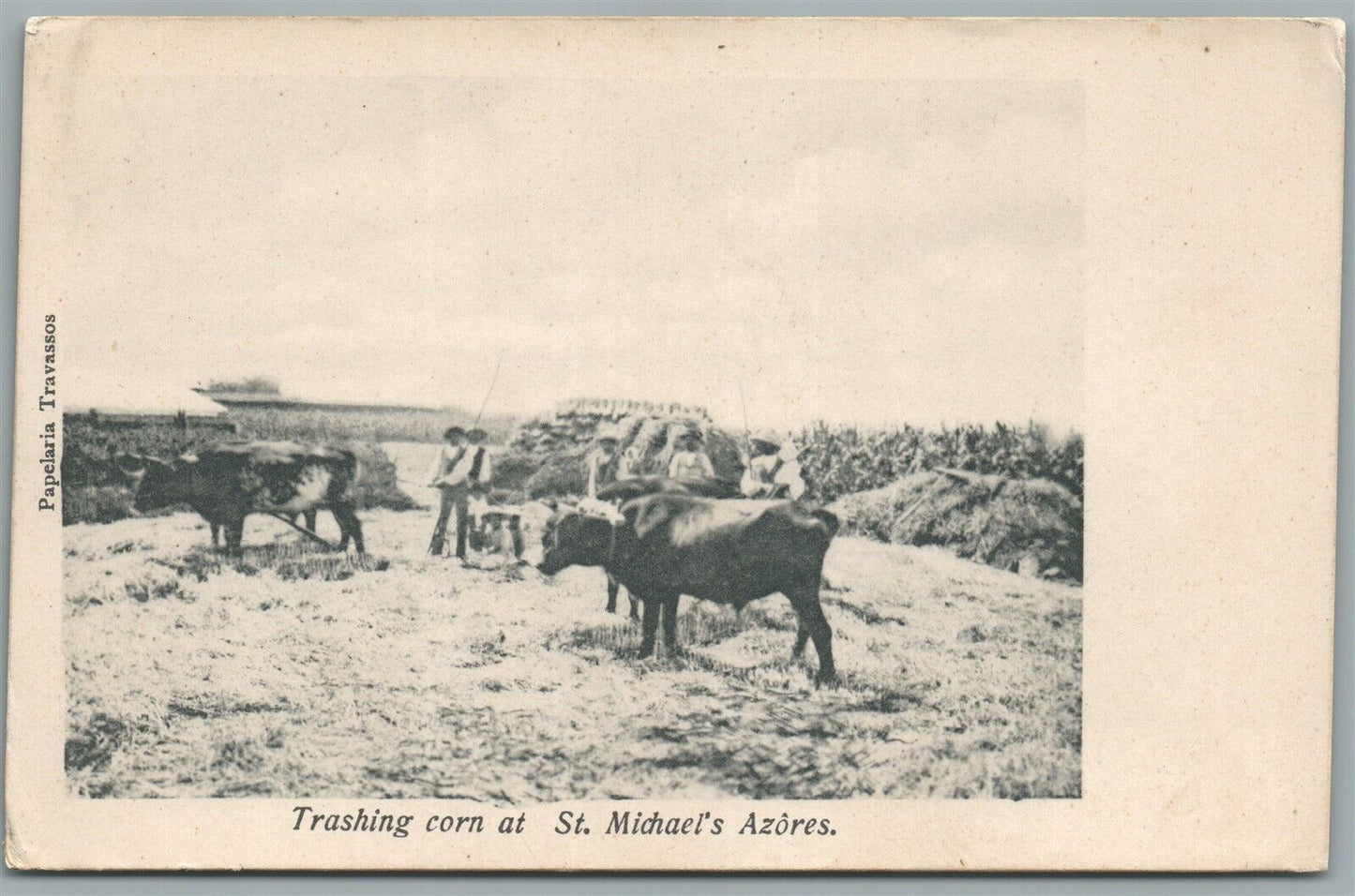 AZORES TRASHING CORN AT ST.MICHAEL'S ANTIQUE POSTCARD