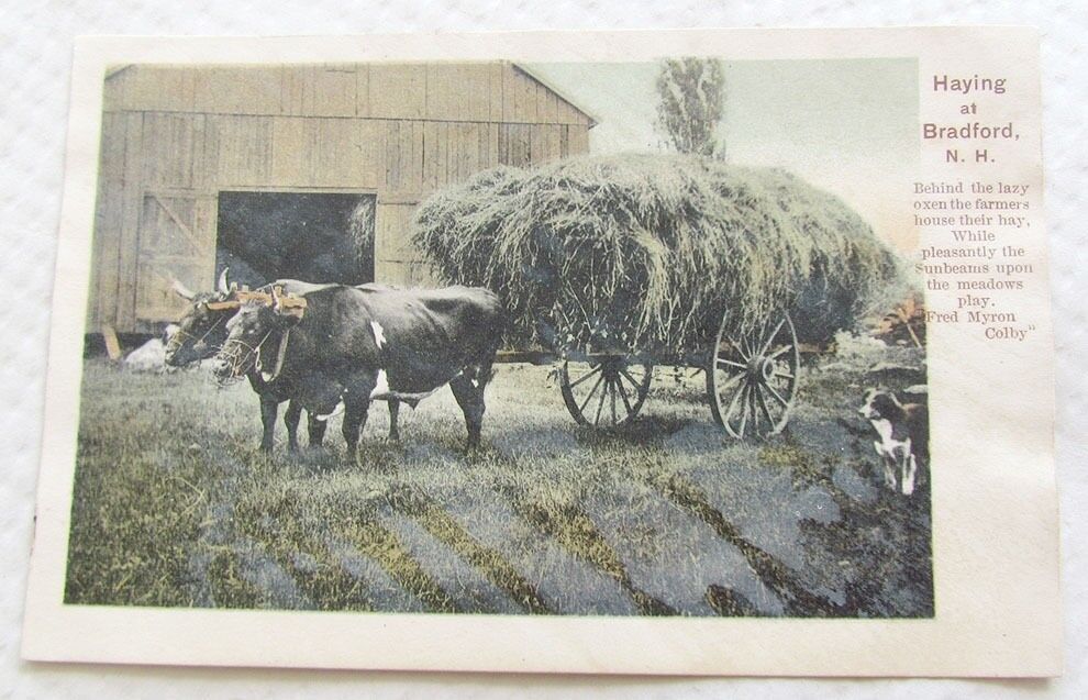 ANTIQUE UNDIVIDED POSTCARD HAYING AT BRADFORD N.H.