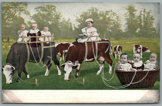 MULTI BABIES cow milking ANTIQUE POSTCARD