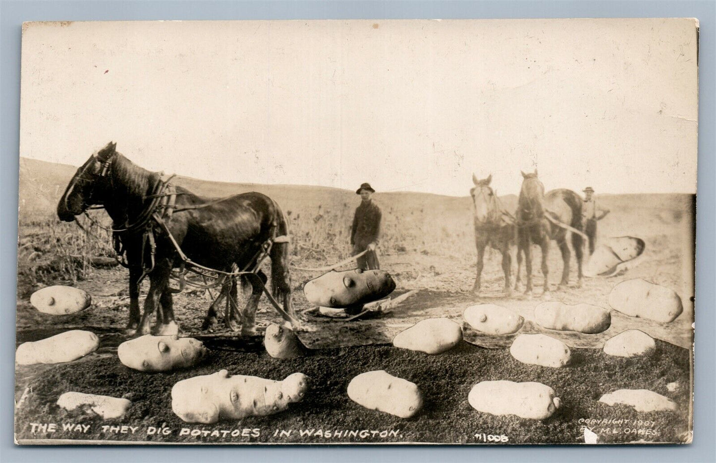 EXAGGERATED WASHINGTON POTATOES DIGGING ANTIQUE REAL PHOTO POSTCARD RPPC FARMING
