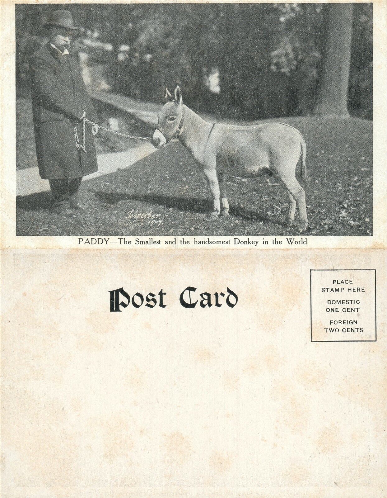 SMALLEST & HANDSOMEST DONKEY 1907 FARM SCENE UNDIVIDED ANTIQUE POSTCARD