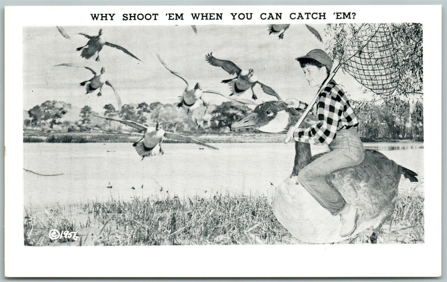 EXAGGERATED DUCK WHY SHOOT 'EM WHEN YOU CAN CATCH 'EM 1956 VINTAGE POSTCARD