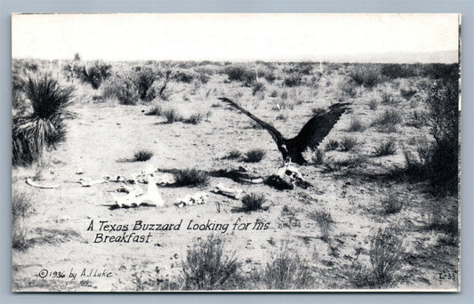 TEXAS BUZZARD LOOKING FOR BREAKFAST VINTAGE POSTCARD