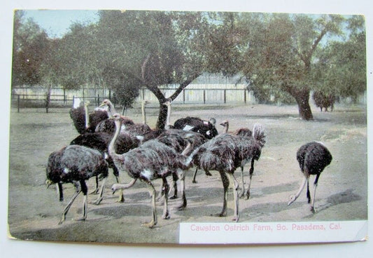 VINTAGE POSTCARD CAWSTON OSTRICH FARM SO. PASADENA CALIFORNIA
