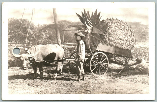 HAWAII PINEAPPLES EXAGGERATED 1949 VINTAGE REAL PHOTO POSTCARD RPPC