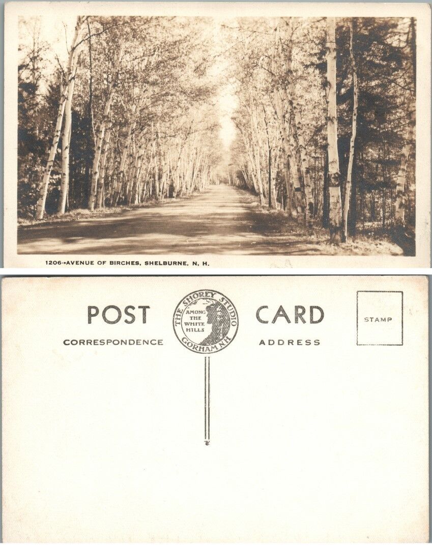 AVENUE OF BIRCHES SHELBURNE N.H VINTAGE POSTCARD
