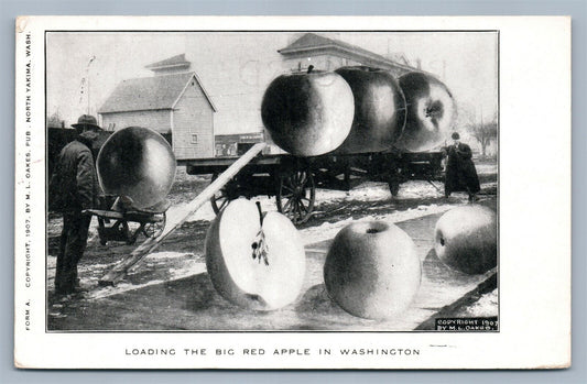 EXAGGERATED WASHINGTON BIG RED APPLES LOADING ANTIQUE POSTCARD