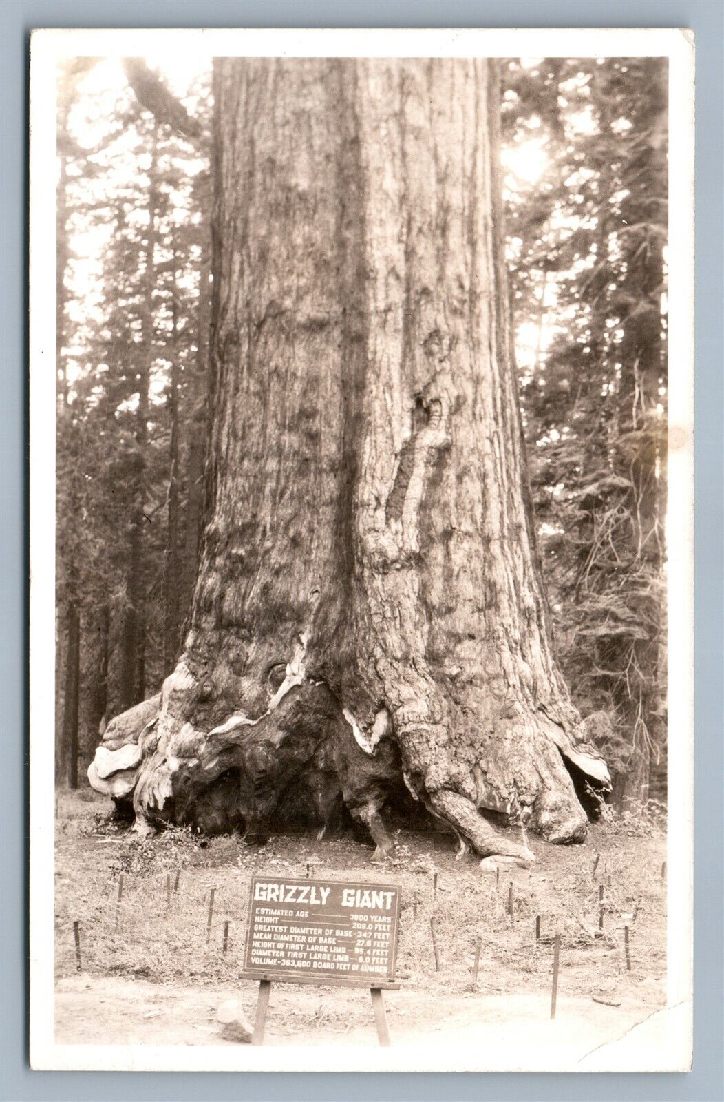 YOSEMITE NATIONAL PARK MARIPOSA GROVE CA ANTIQUE REAL PHOTO POSTCARD RPPC