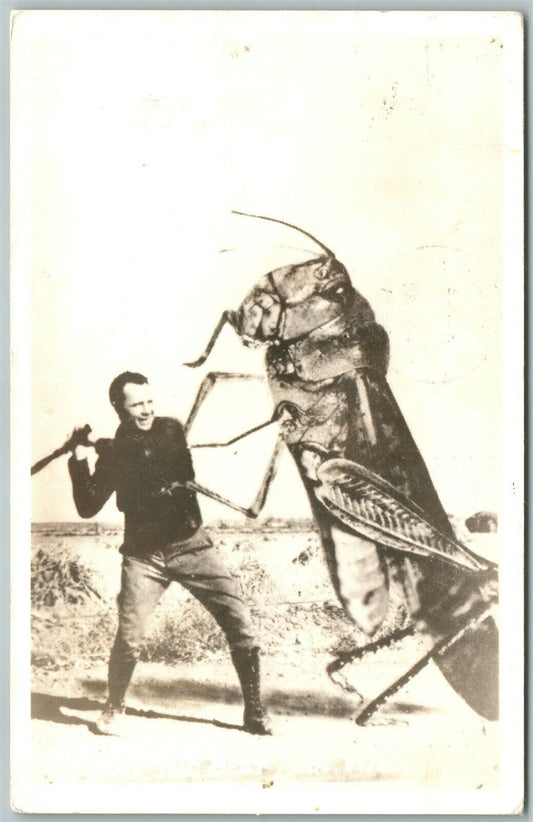 EXAGGERATED GRASSHOPPER FIGHT VINTAGE REAL PHOTO POSTCARD RPPC