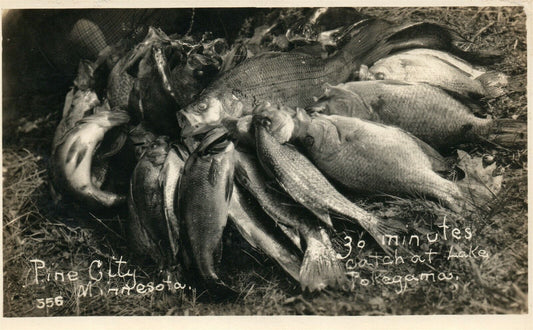 FISHERMAN'S CATCH PINE CITY MN LAKE POKEGAMA ANTIQUE REAL PHOTO POSTCARD RPPC