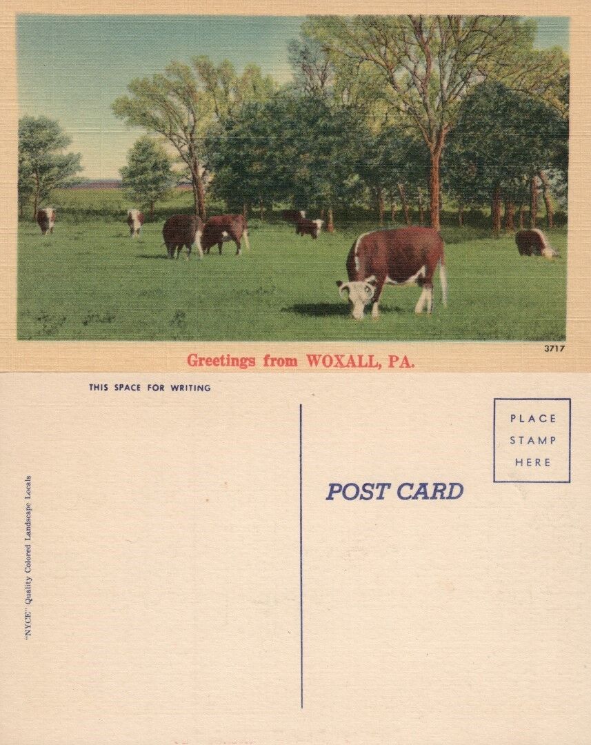 GREETINGS FROM WOXALL PA VINTAGE POSTCARD w/ COWS