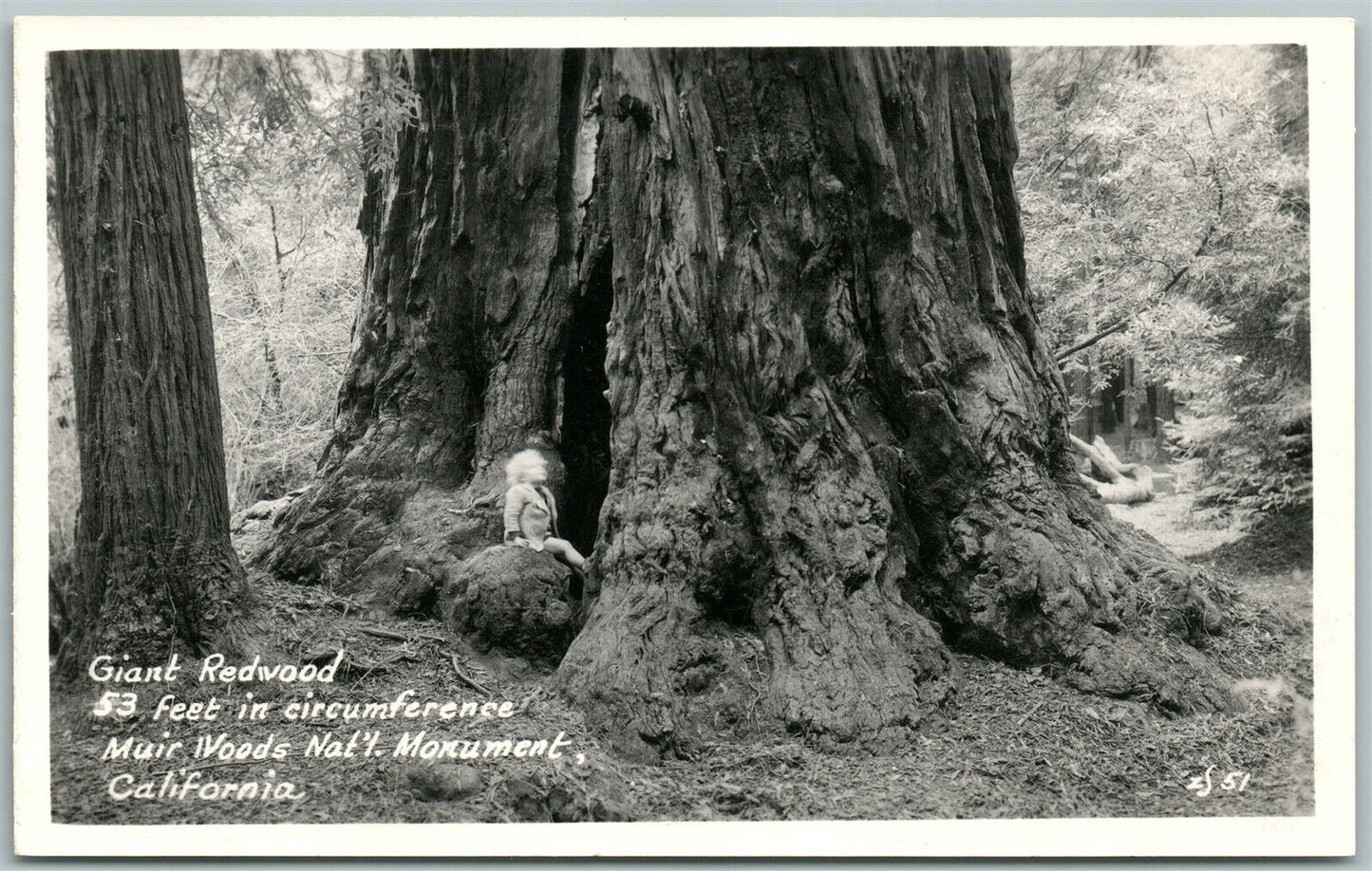 GIANT REDWOOD MUIR WOODS NAT'L MONUMENT CA ANTIQUE REAL PHOTO POSTCARD RPPC