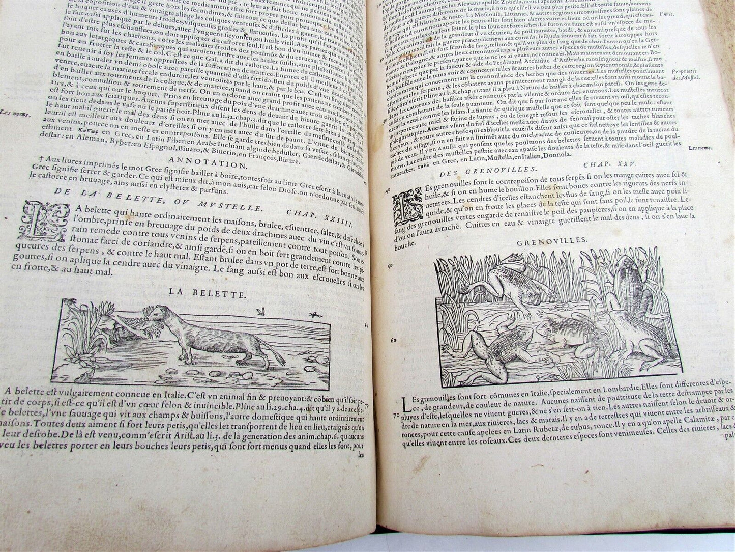 1579 MATTHIOLE COMMENTARIES ILLUSTRATED PLANTS ANIMALS antique 16th cent. FOLIO