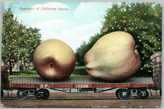 SPECIMEN OF CALIFORNIA APPLES EXAGGERATED ANTIQUE POSTCARD