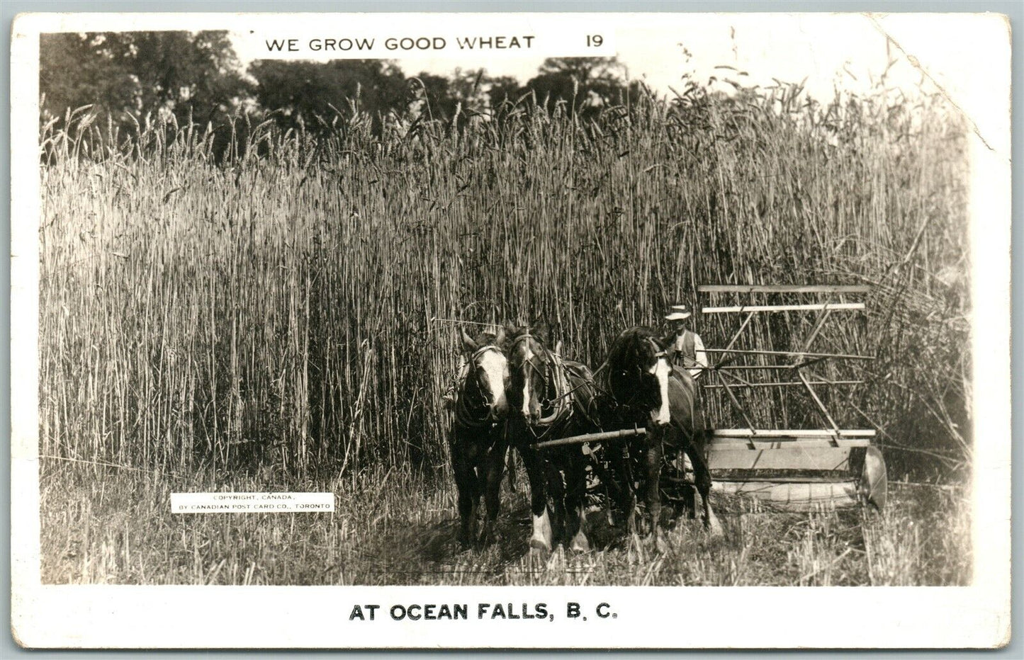 OCEAN FALLS B.C. CANADA EXAGGERATED WHEAT VINTAGE REAL PHOTO POSTCARD RPPC