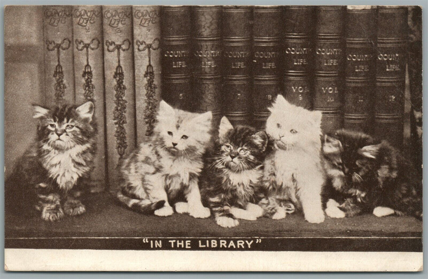 CATS in the LIBRARY ANTIQUE POSTCARD