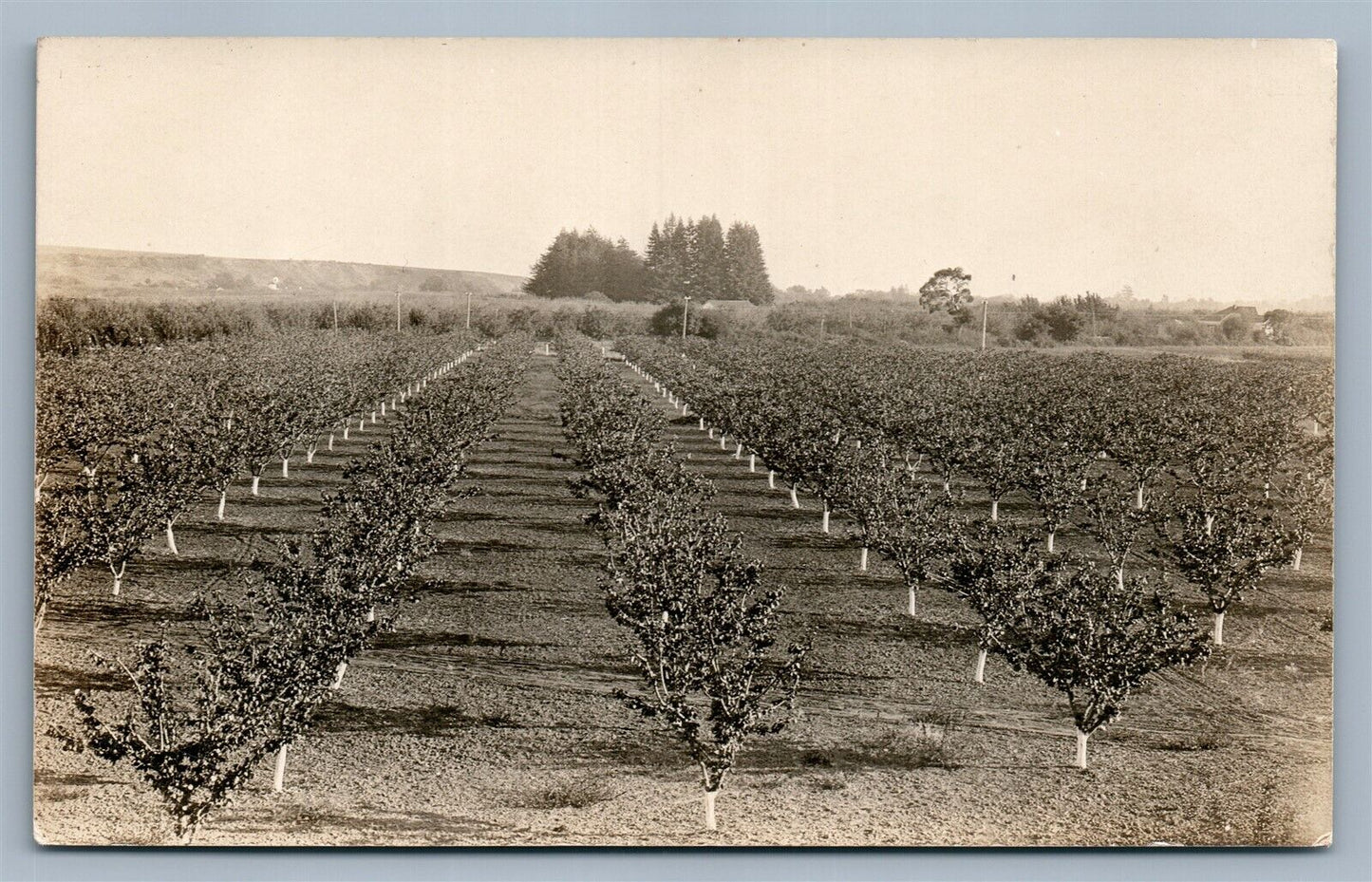 WATSONVILLE CA VINERY ANTIQUE REAL PHOTO POSTCARD RPPC