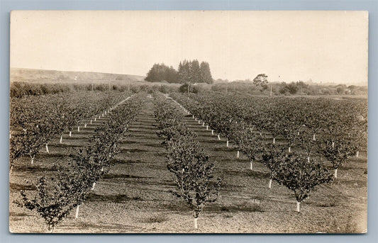 WATSONVILLE CA VINERY ANTIQUE REAL PHOTO POSTCARD RPPC