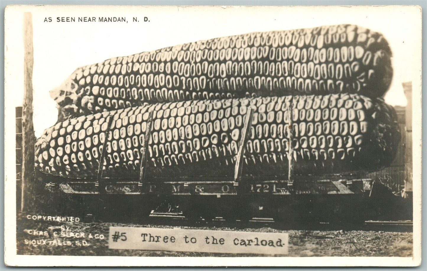 EXAGGERATED CORN MANDAN N.D. 1911 ANTIQUE REAL PHOTO POSTCARD RPPC