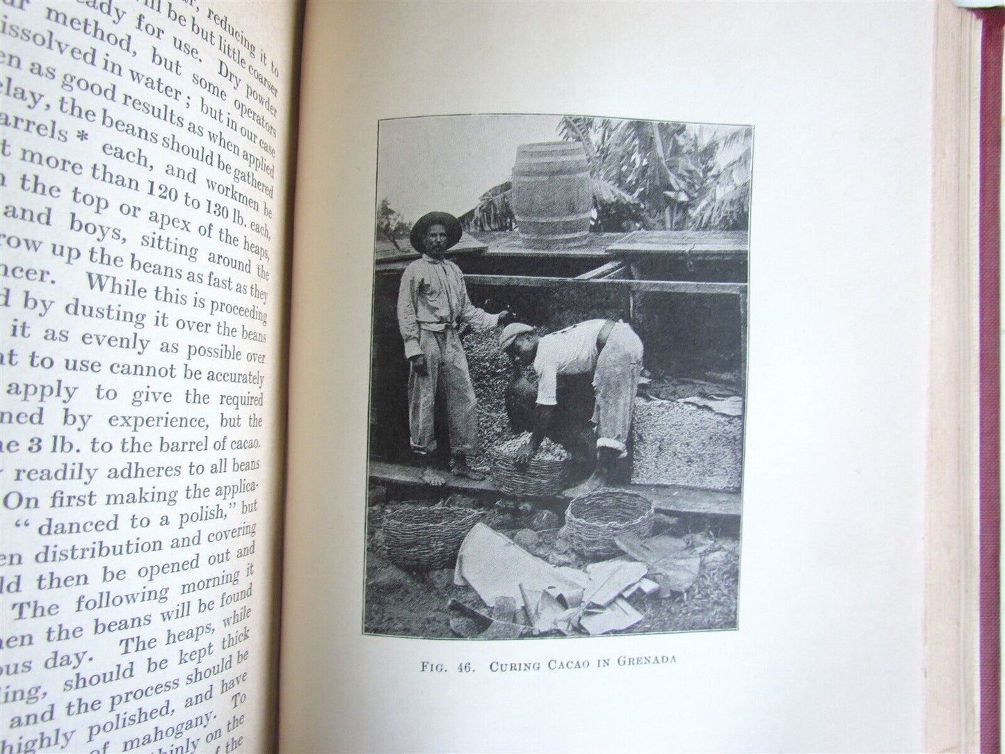 1911 CACAO Manual on the Cultivation and Curing ILLUSTRATED antique