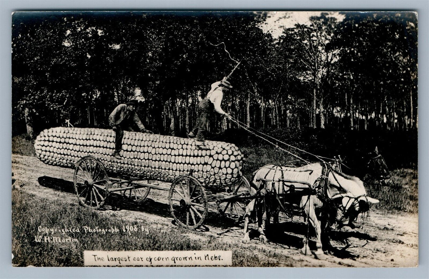 EXAGGERATED CORN FARMING ANTIQUE REAL PHOTO POSTCARD RPPC