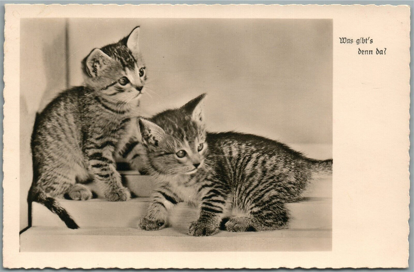 PLAYING KITTENS VINTAGE REAL PHOTO POSTCARD RPPC