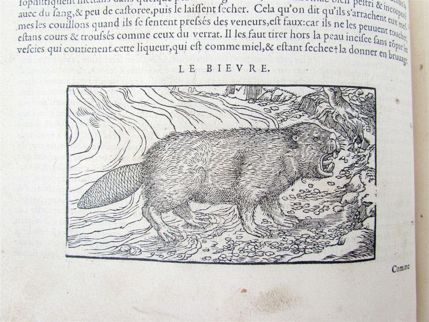 1579 MATTHIOLE COMMENTARIES ILLUSTRATED PLANTS ANIMALS antique 16th cent. FOLIO