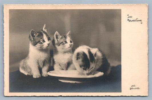 3 CATS DRINKING MILK VINTAGE REAL PHOTO POSTCARD RPPC