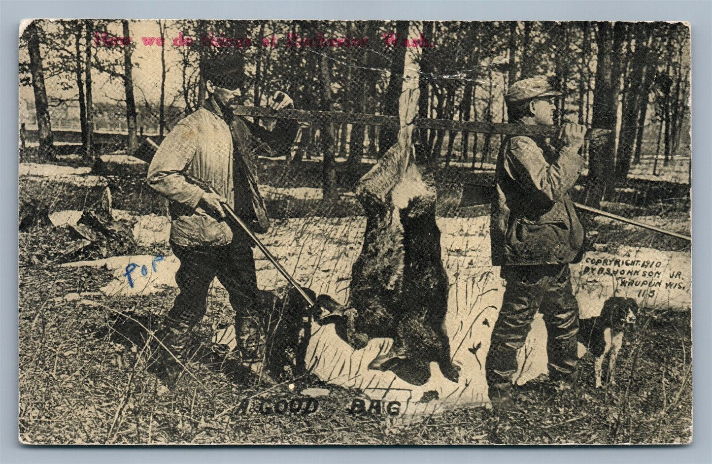 ROCHESTER WA EXAGGERATED RABBITS HUNTING 1911 ANTIQUE POSTCARD