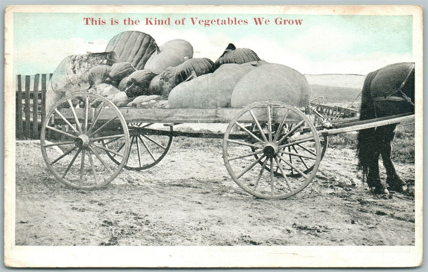KIND OF VEGETABLES WE GROW 1922 EXAGGERATED ANTIQUE POSTCARD