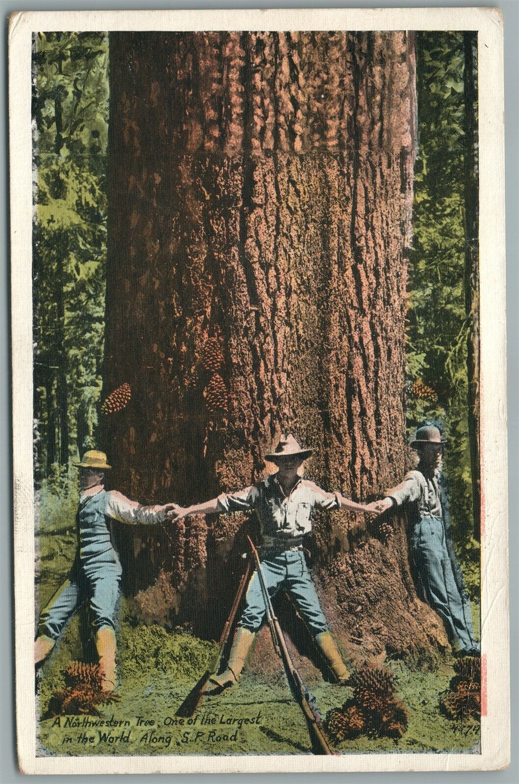 SOLDIERS AT NORTHWESTERN TREE ALONG S.P. ROAD ANTIQUE POSTCARD