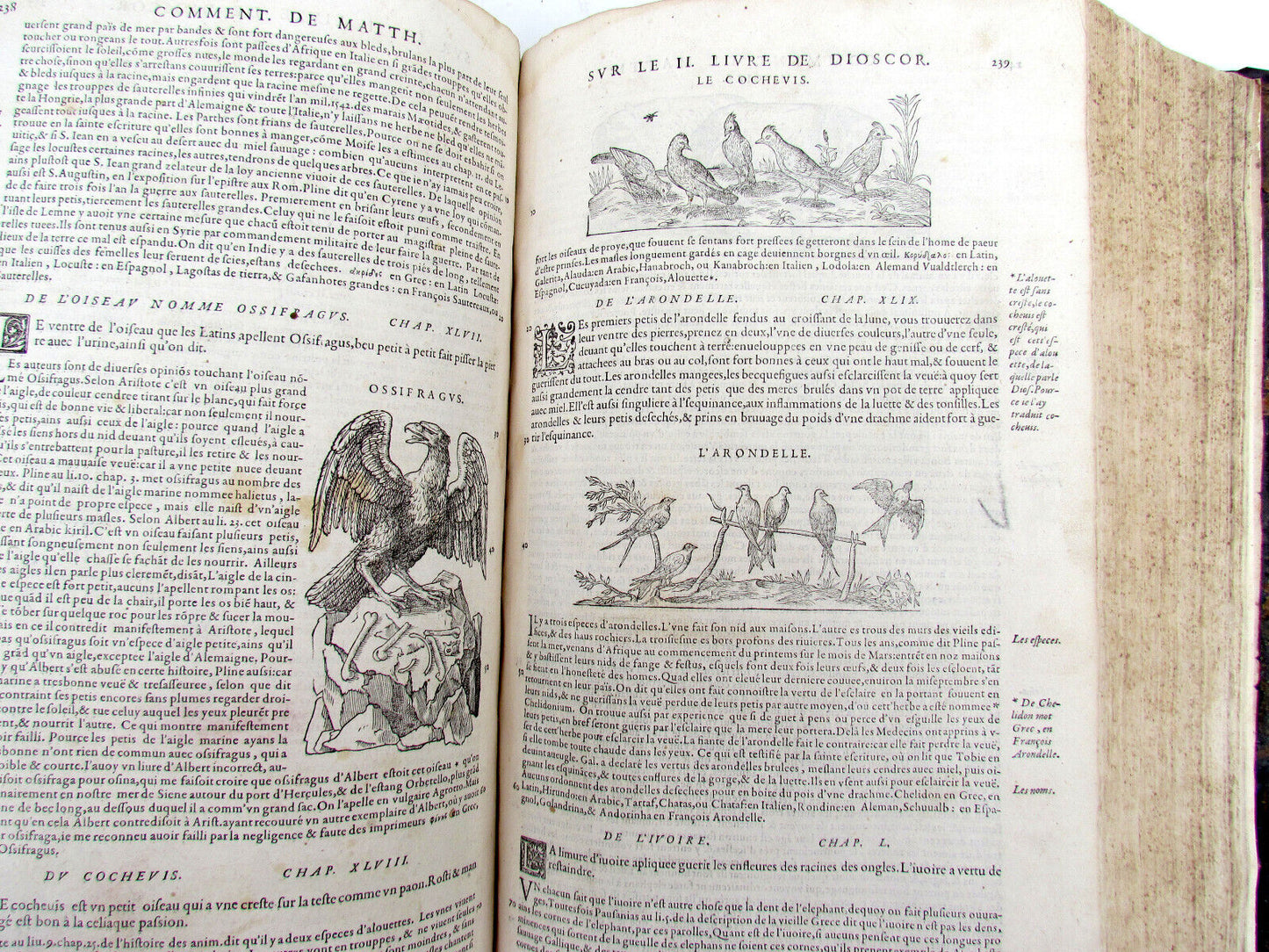 1579 MATTHIOLE COMMENTARIES ILLUSTRATED PLANTS ANIMALS antique 16th cent. FOLIO