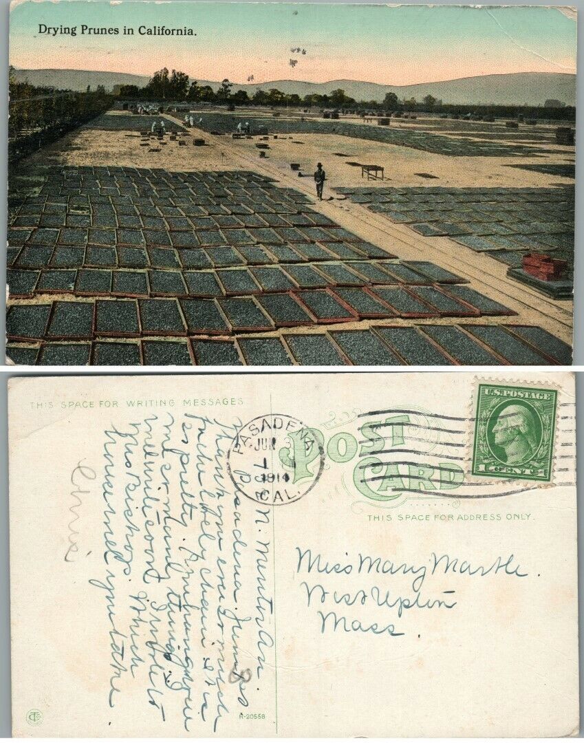 DRYING PRUNES IN CALIFORNIA ANTIQUE 1914 POSTCARD